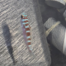 Load image into Gallery viewer, Chalk Bass-Serranus tortugarum