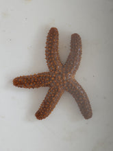 Load image into Gallery viewer, Orange sea star
