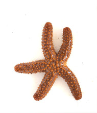 Load image into Gallery viewer, Orange sea star