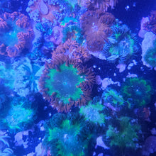 Load image into Gallery viewer, Rock Flower Anemone - Green/Red and White Claws -Epicystis crucifer