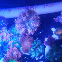 Load image into Gallery viewer, Rock Flower Anemone - Dk Green & Brown Feathers  -Epicystis crucifer