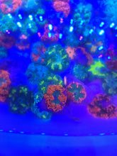 Load image into Gallery viewer, Rock Flower Anemone - Dk Green & Tan Zebra - Epicystis crucifer