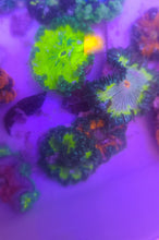 Load image into Gallery viewer, Rock Flower Anemone - Fluorescent Green & Dk Green - Epicystis crucifer