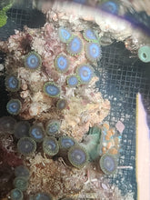 Load image into Gallery viewer, Zoanthids - Blue/Green -  5-7 polyps