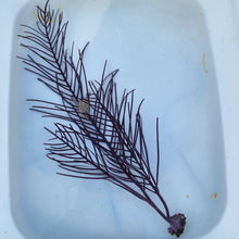 Load image into Gallery viewer, Gorgonia Frilly Purple Large - Pseudopterogorgia