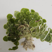 Load image into Gallery viewer, Halimeda Money -Halimeda Discoidea