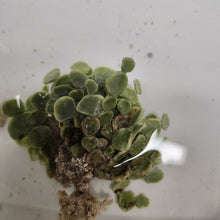 Load image into Gallery viewer, Halimeda Money -Halimeda Discoidea