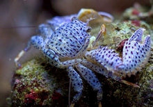 Load image into Gallery viewer, Porcelain Crab