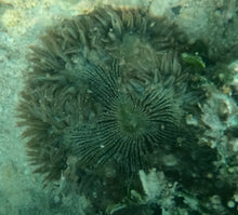 Load image into Gallery viewer, Rock Flower Anemone - Dk Green & Tan Zebra - Epicystis crucifer