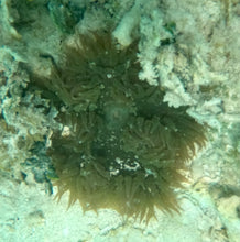 Load image into Gallery viewer, Rock Flower Anemone - Dk Green & Brown Feathers  -Epicystis crucifer
