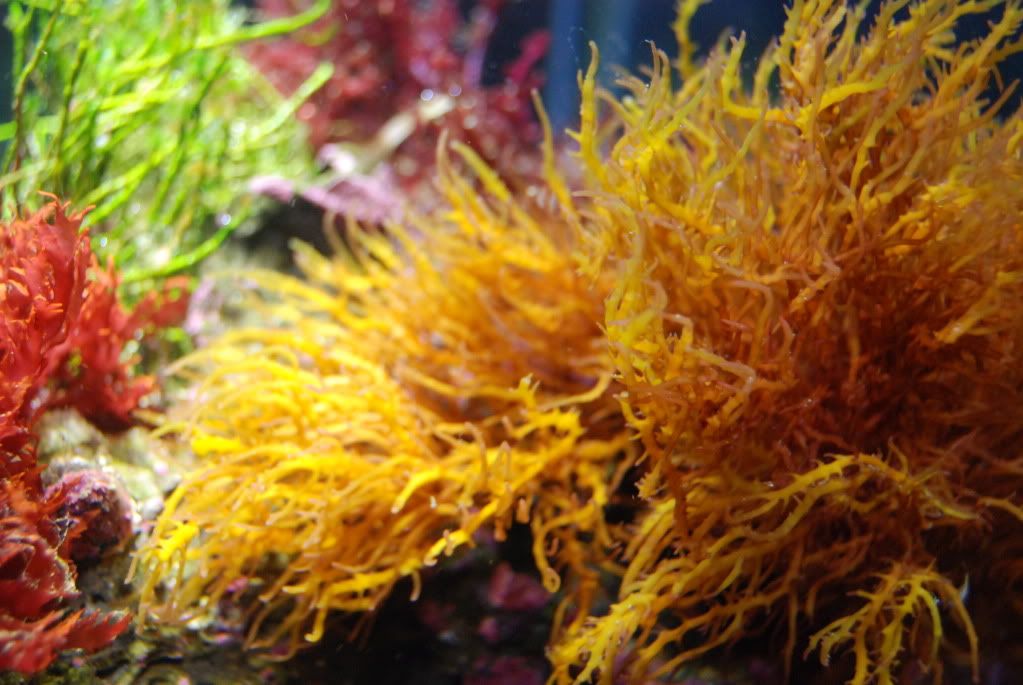 Yellow Seaweed - eucheuma sinosum