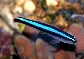 Blue Neon Goby - Gobiosoma oceanops