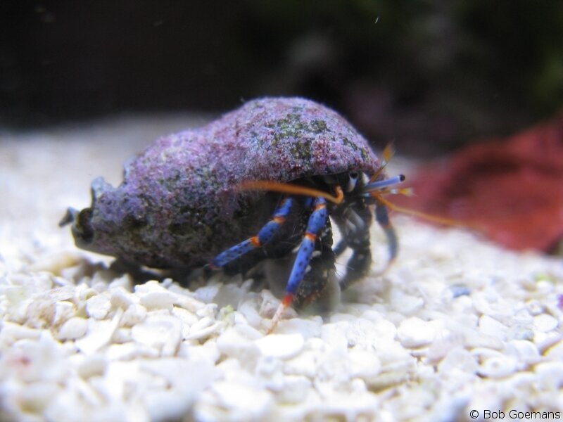Blue Legs Hermit Crab with Black Shell -Clibanarius Tricolor