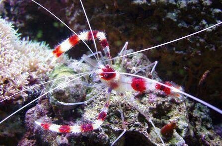 Coral Banded Shrimp -Stenopus Spidus - pair