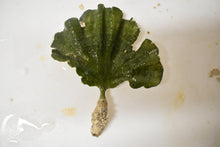 Load image into Gallery viewer, Mermaid Fan Plant - Udotea