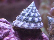 Load image into Gallery viewer, Astraea Turbo Snails cleaner building block - 100 pack