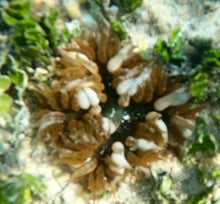 Load image into Gallery viewer, Rock Flower Anemone - Green/Red and White Claws -Epicystis crucifer