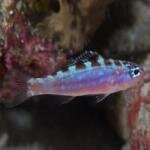 Load image into Gallery viewer, Chalk Bass-Serranus tortugarum