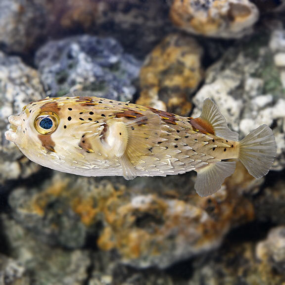 Porcupine Fish -Diodon nicthemerus