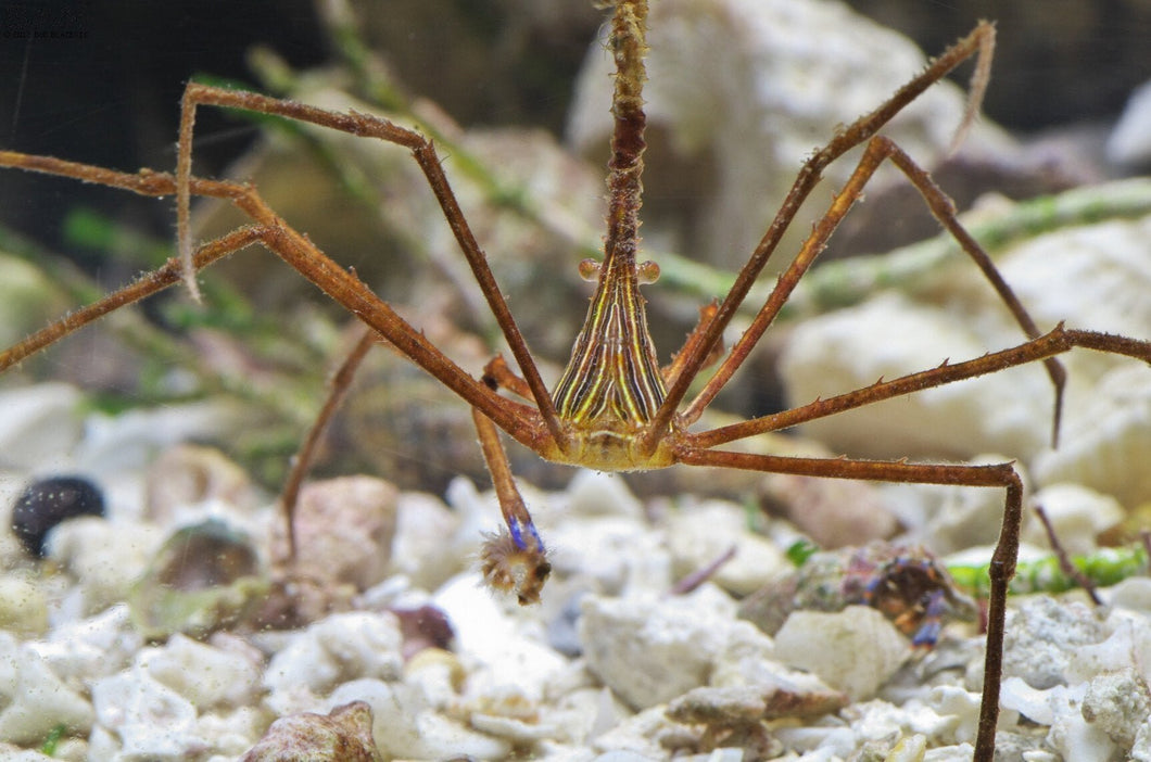 Arrow Crab - Stenorhynchus Seticornis