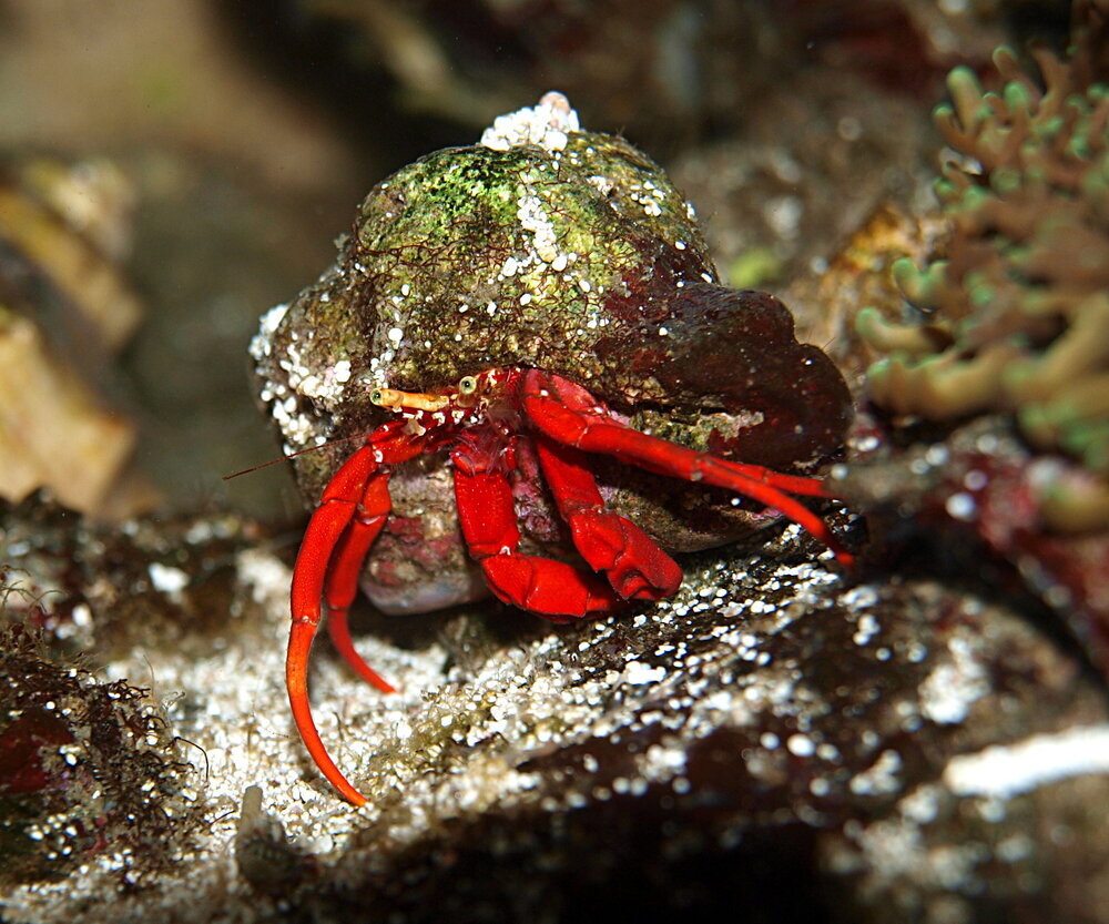 Red Scarlet Leg Hermit Crab -Paguristes cadenati