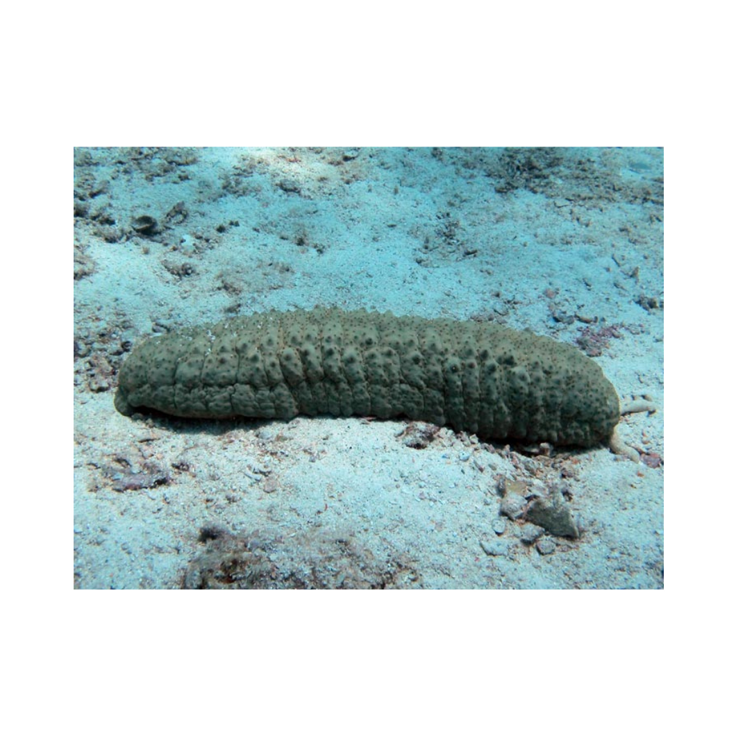Sea Cucumber -Holothuria leucospilota