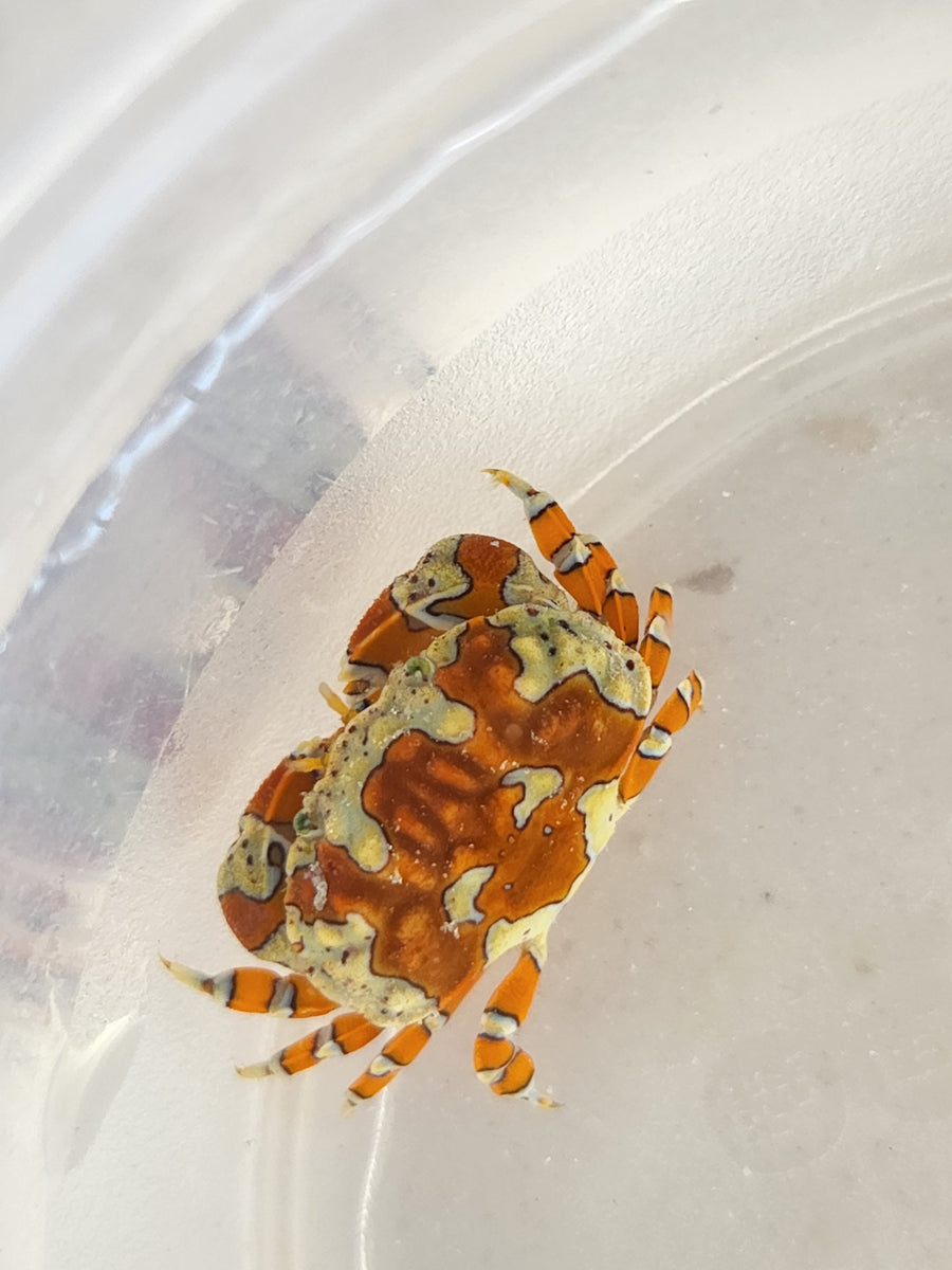Invertebrates – Tropical Fish Plus