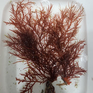 Red Glacilaria