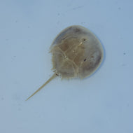 Horseshoe Crab