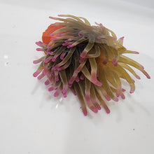 Load image into Gallery viewer, Pink tip anemone
