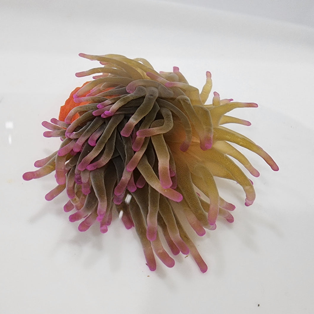 Pink tip anemone