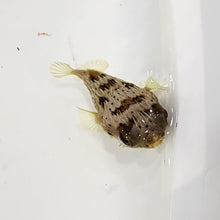 Load image into Gallery viewer, Porcupine Fish -Diodon nicthemerus

