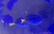 Pacific Blue Tang (paracanthurus hepatus)
