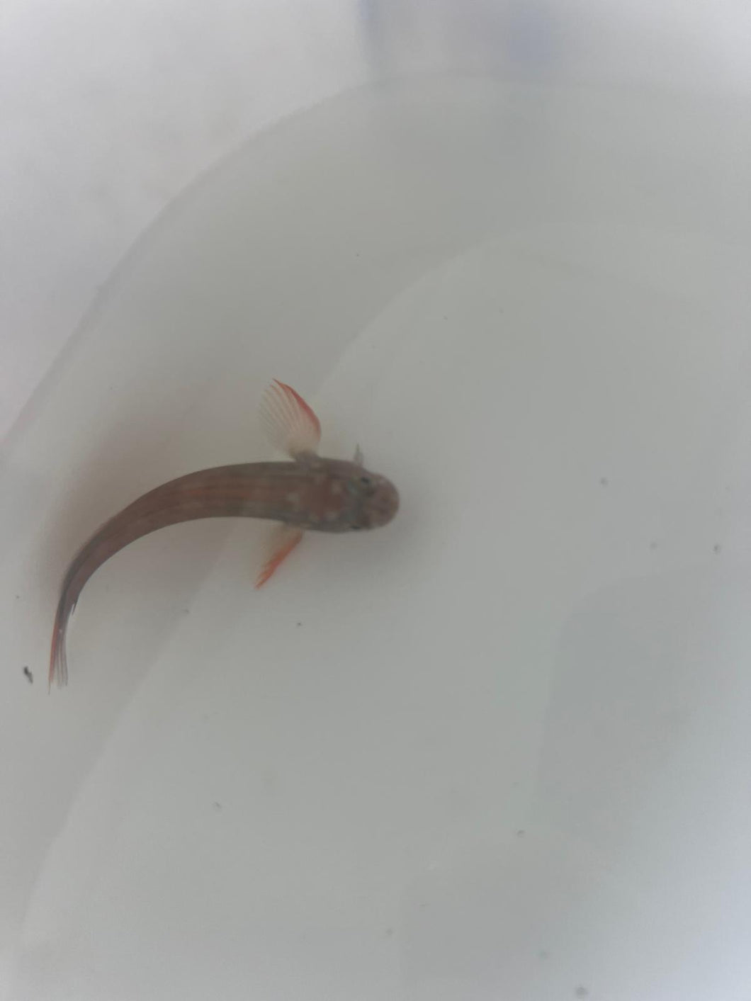 Red lip blenny