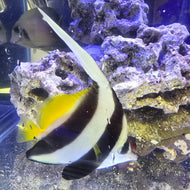 Bannerfish