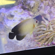 Half black Angelfish