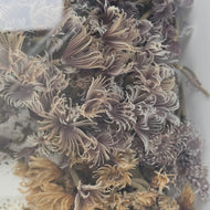 Feather Duster worm
