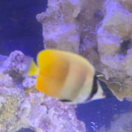 Backlip Butterflyfish