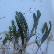 Finger Caulerpa