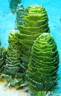 Christmas Tree - Rhipocephalus phoenix