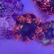 Ultra Flower Anemone - Dark Blue/Dark Green & Orange - Epicystis crucifer