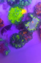 Load image into Gallery viewer, Rock Flower Anemone - Fluorescent Green &amp; Dk Green - Epicystis crucifer
