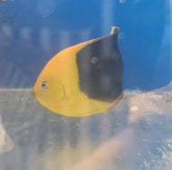 Rock beauty Angelfish-Holacanthus tricolor