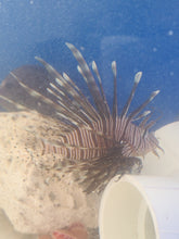 Load image into Gallery viewer, Lion Fish Small -Pterois volitans
