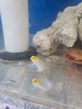 Load image into Gallery viewer, Yellow Head Jawfish - Opistognathus aurifrons
