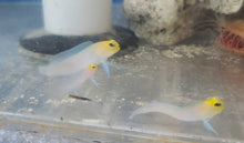 Load image into Gallery viewer, Yellow Head Jawfish - Opistognathus aurifrons
