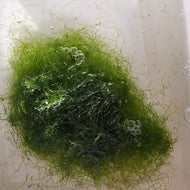 Chaeto (Chaetomorpha)