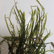 Caulerpa Taxifolia