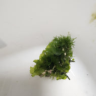 Sea Lettucce