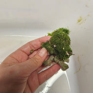 Moss Ball